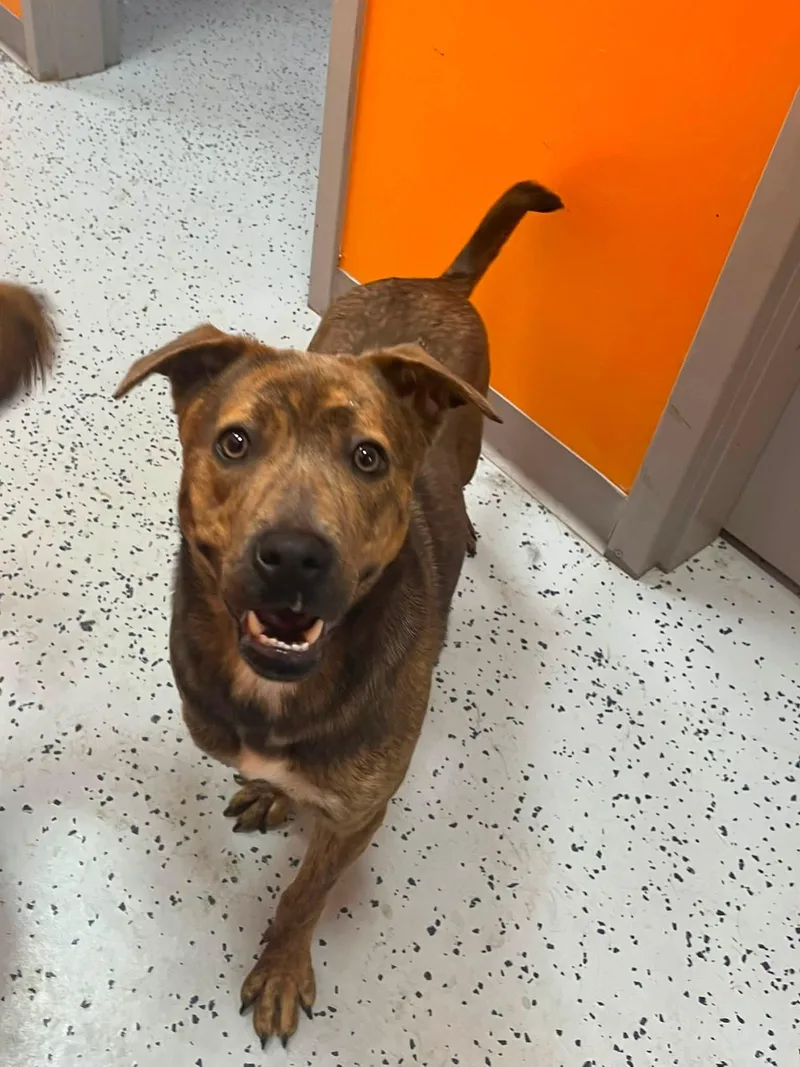 A young medium-sized female Brindle German Shepherd Dog dog named Granola for adoption in Lincoln Park, MI