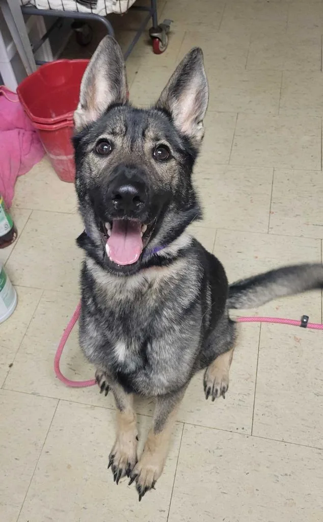 A young large-sized female German Shepherd Dog dog named Flip Flop for adoption in Chillicothe, OH