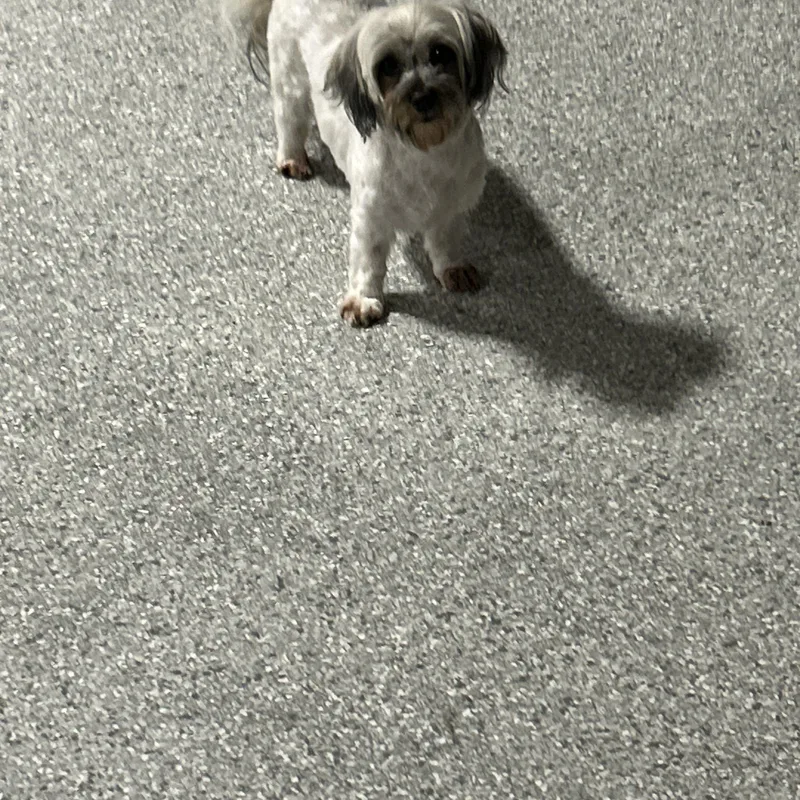An adult small-sized female Gray / Blue / Silver Havanese dog named Dixie Lbs for adoption in Antwerp, OH