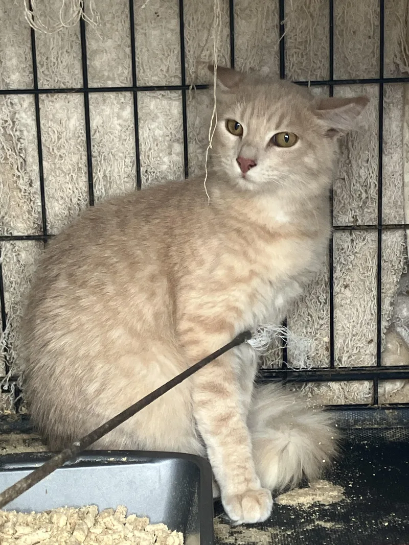 A young small-sized female Domestic Medium Hair cat named Charley for adoption in Hayward, CA