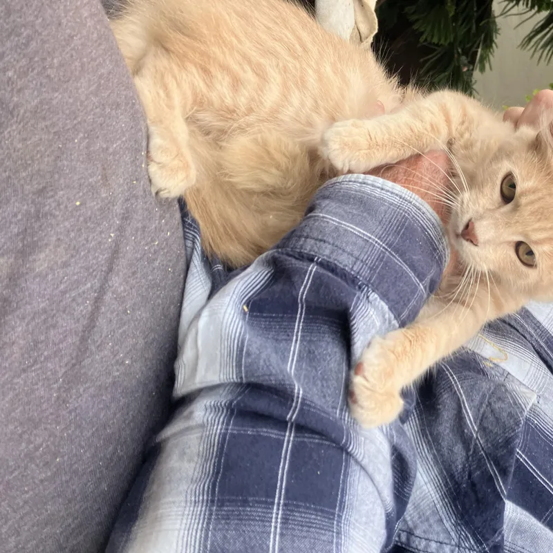 Charley thumbnail 4