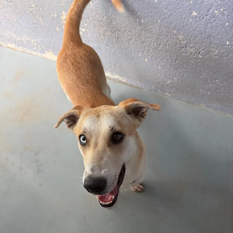 A young large-sized female Yellow / Tan / Blond / Fawn Shepherd dog named Queenie for adoption in Kyle, TX
