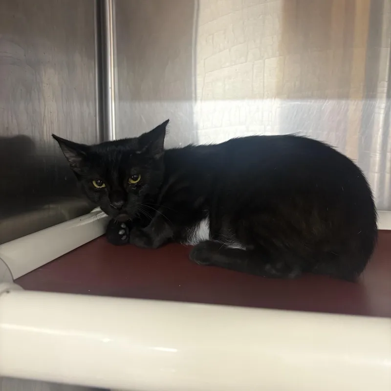 A baby small-sized female Black & White / Tuxedo Domestic Short Hair cat named Rootbeer Float for adoption in Saint Charles, MO