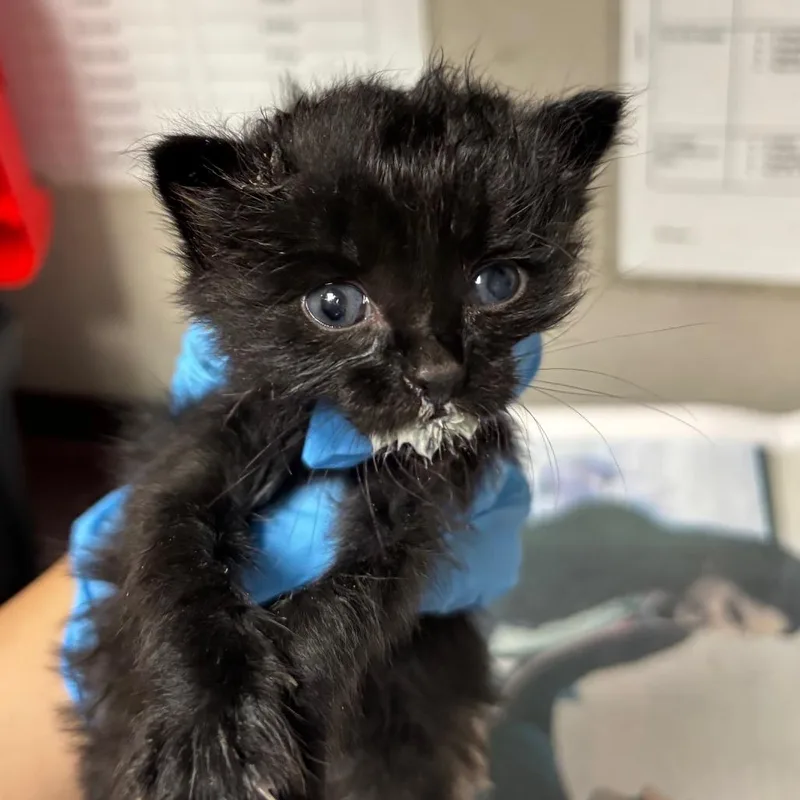 A baby small-sized male Domestic Short Hair cat named Sol for adoption in Yuma, AZ