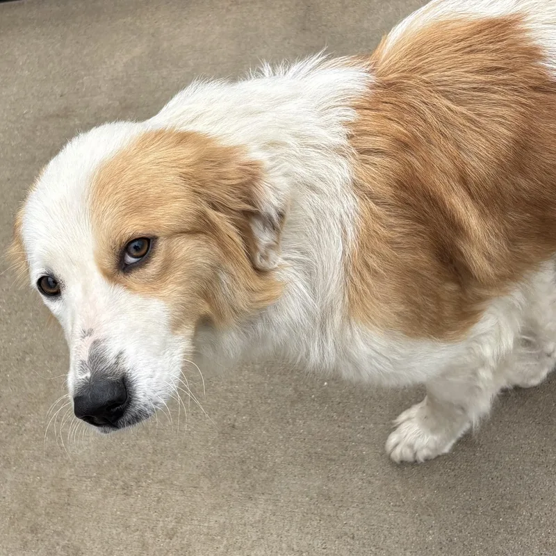A young medium-sized female White / Cream Collie dog named Lucy for adoption in Dixon, IL