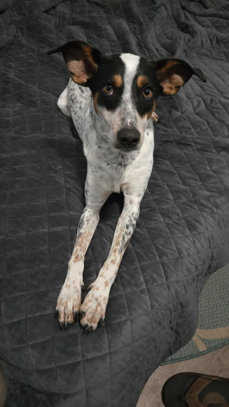 A young medium-sized male Mountain Cur dog named Peanut for adoption in Wilmington, NC