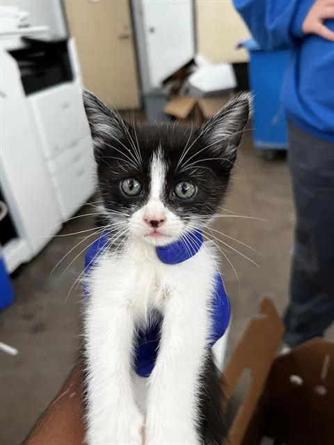 A baby medium-sized female Domestic Medium Hair cat named Nala for adoption in Dallas, TX