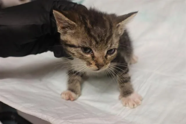 A baby small-sized female Domestic Short Hair cat named Sage for adoption in Columbia, SC