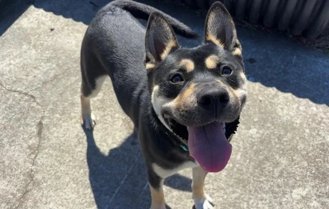A young medium-sized male German Shepherd Dog dog named Banjo for adoption in McKinleyville, CA