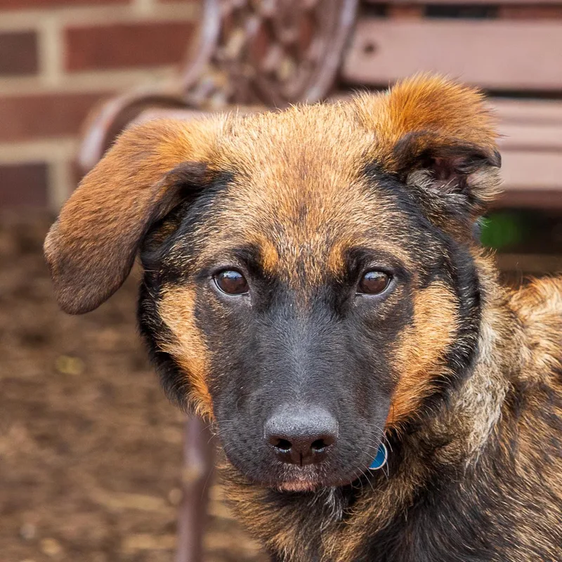 A baby large-sized female Hound dog named Pru for adoption in Arlington Heights, IL
