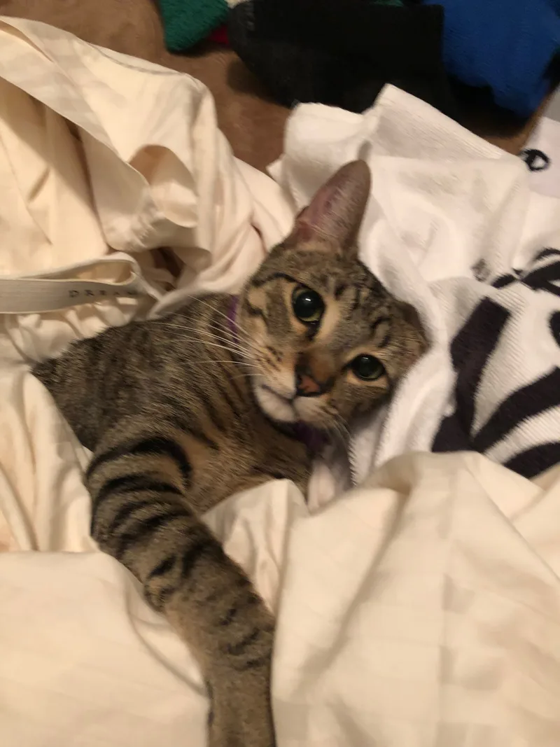 A young medium-sized male Tabby (Brown / Chocolate) Tabby cat named Cadet for adoption in Houston, TX