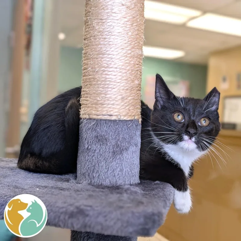 A baby small-sized male Black Domestic Short Hair cat named Louy for adoption in Toledo, OH
