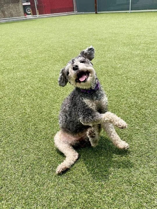 A senior small-sized female Poodle dog named Aspen for adoption in New Orleans, LA