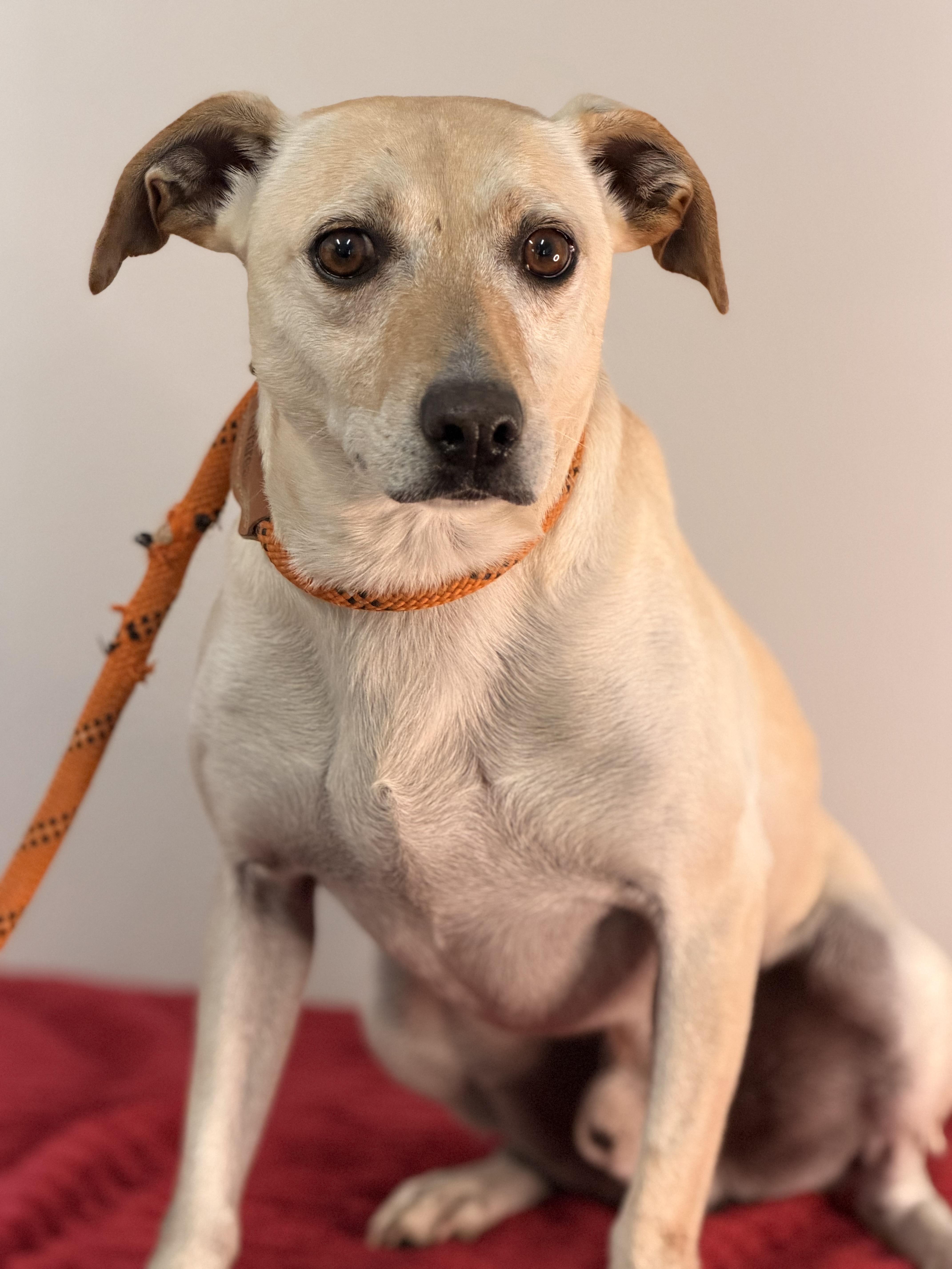 An adult small-sized male Yellow / Tan / Blond / Fawn Jack Russell Terrier dog named Havarti for adoption in Meherrin, VA