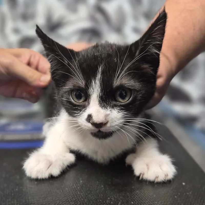 A baby small-sized male Black Domestic Short Hair cat named Vindaloo for adoption in Wahiawa, HI
