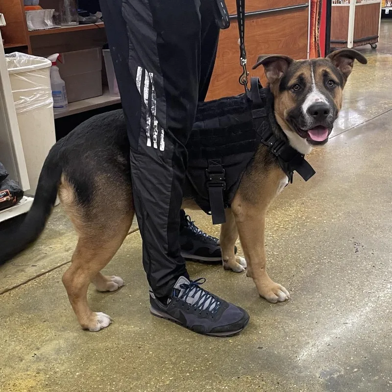 A young large-sized male Pit Bull Terrier dog named Rufi for adoption in Waggaman, LA