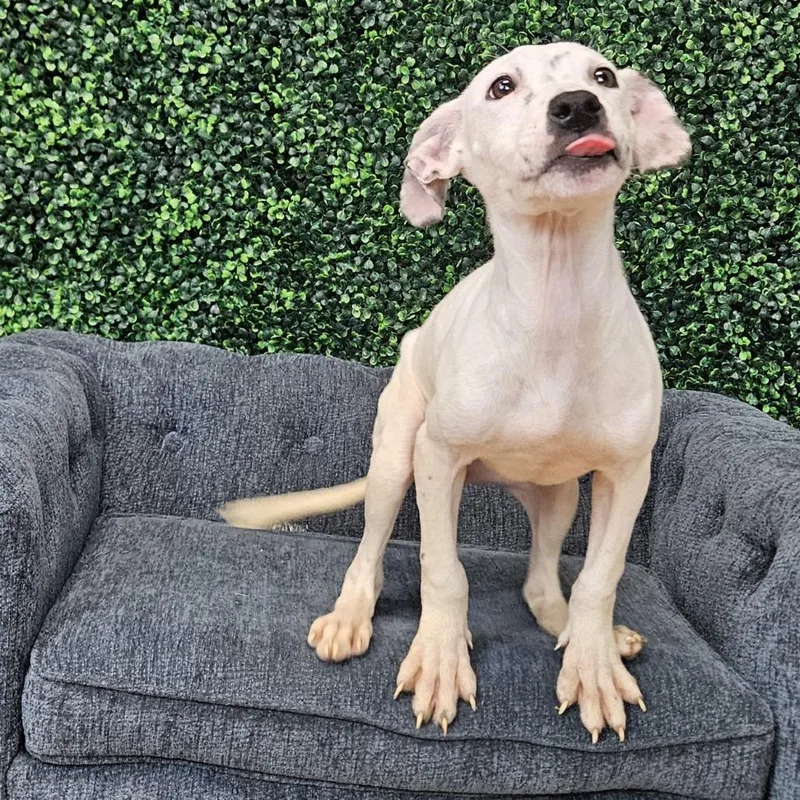 A baby small-sized female White / Cream Pit Bull Terrier dog named Piggy for adoption in East Saint Louis, IL