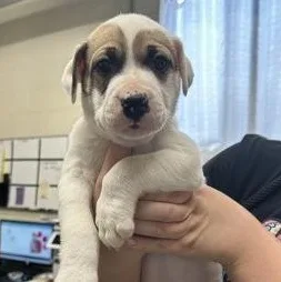 A baby medium-sized male White / Cream Terrier dog named Bob for adoption in Rapid City, SD