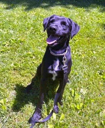 A baby medium-sized male Black Labrador Retriever dog named Dally for adoption in Bedford Hills, NY