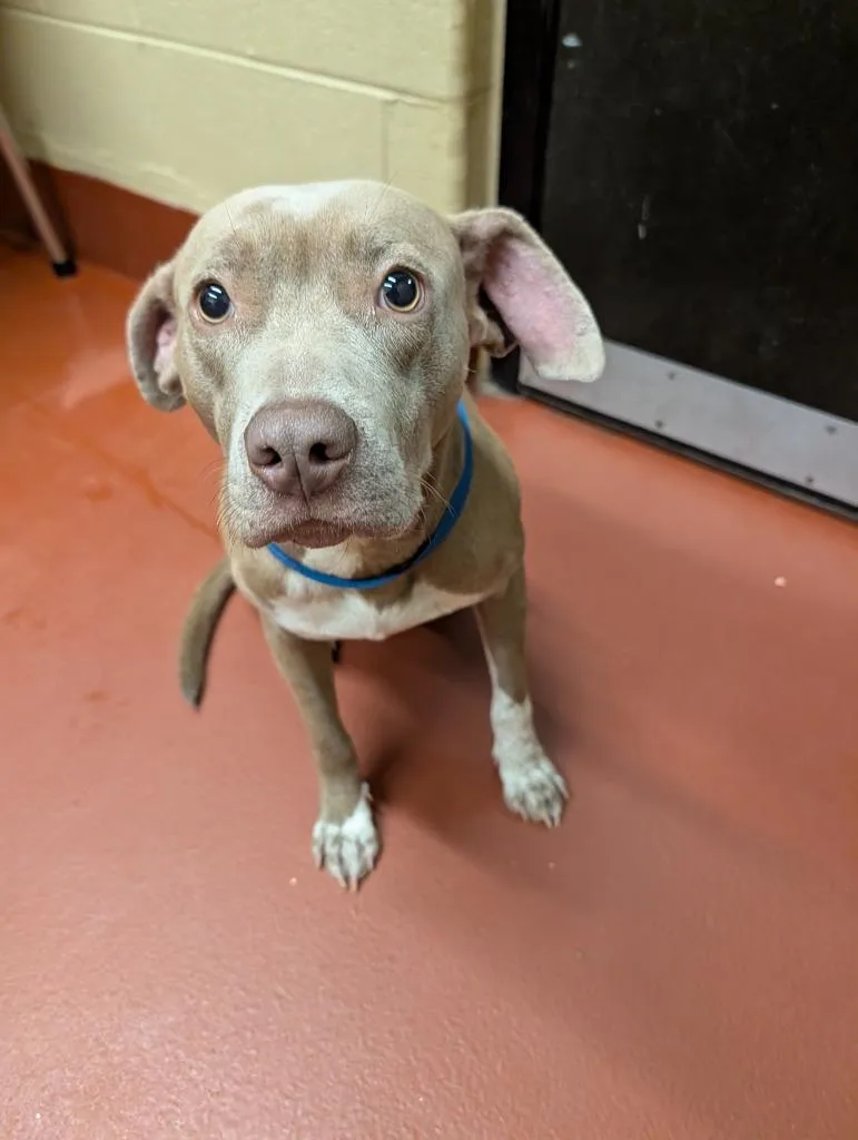 A young medium-sized male Mixed Breed dog named Atreus for adoption in Douglasville, GA