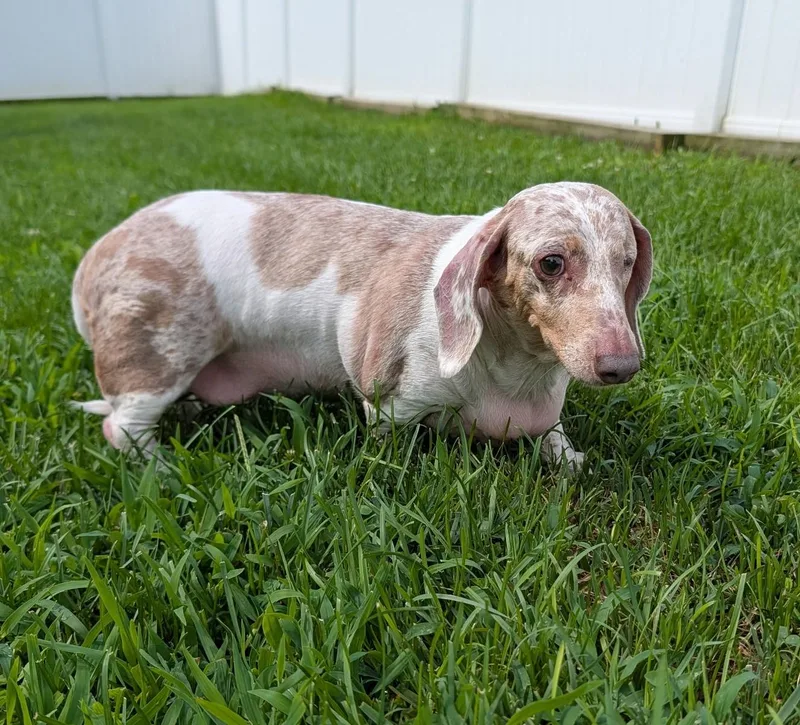 Coco in TN