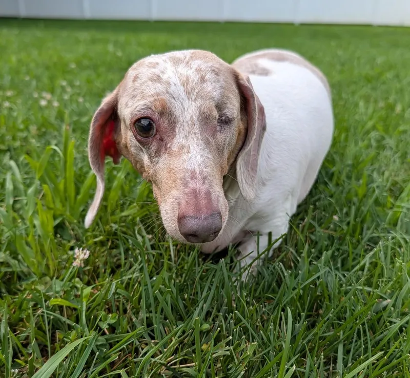 Coco in TN thumbnail 5