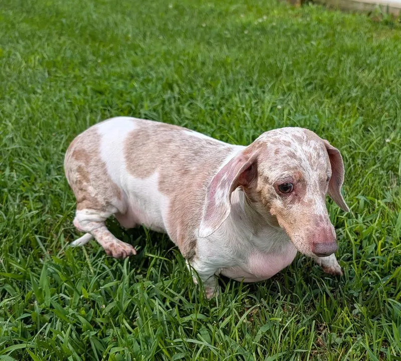 Coco in TN thumbnail 6