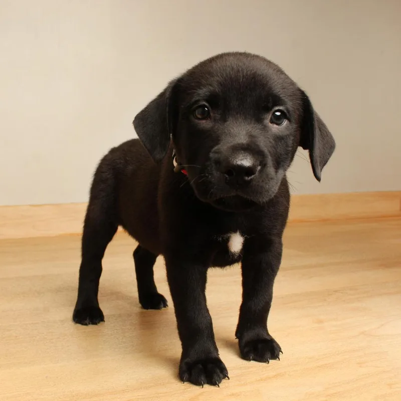 A baby large-sized female Black Pit Bull Terrier dog named Pearl D for adoption in Minnetonka, MN