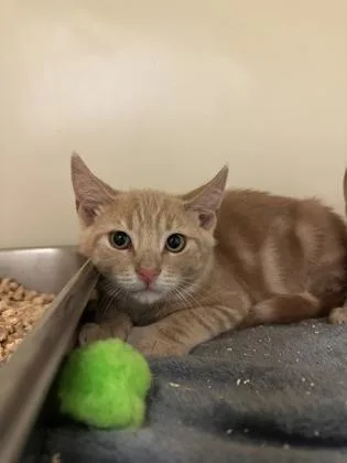 A young small-sized male Domestic Short Hair cat named Puffer fish for adoption in King William, VA
