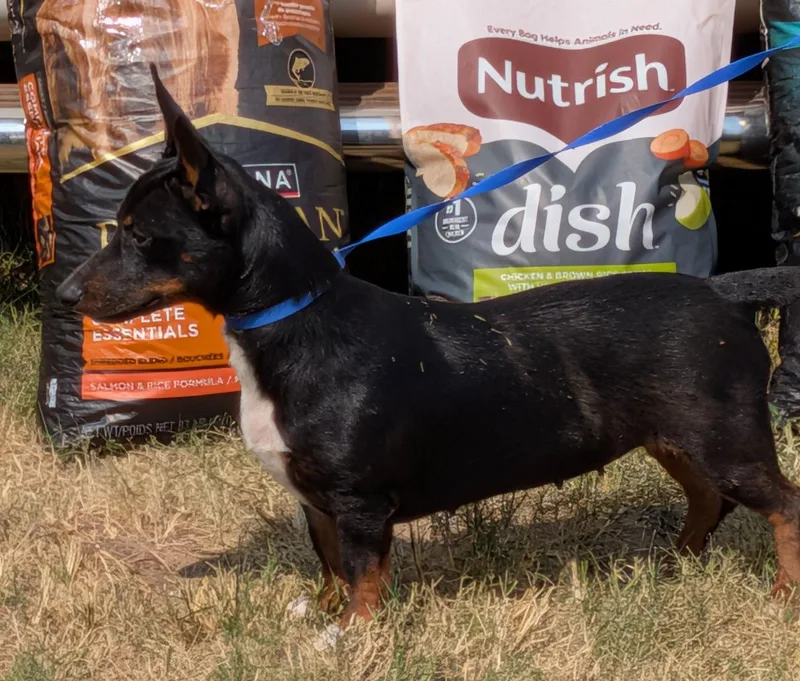 An adult medium-sized female Dachshund dog named Tally for adoption in Crescent, OK