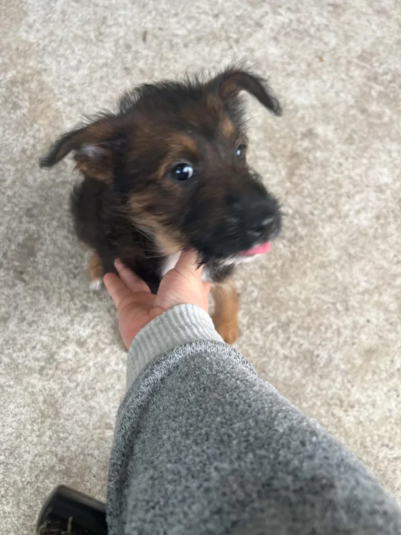 A baby medium-sized female Border Collie dog named Maeve for adoption in Eugene, OR