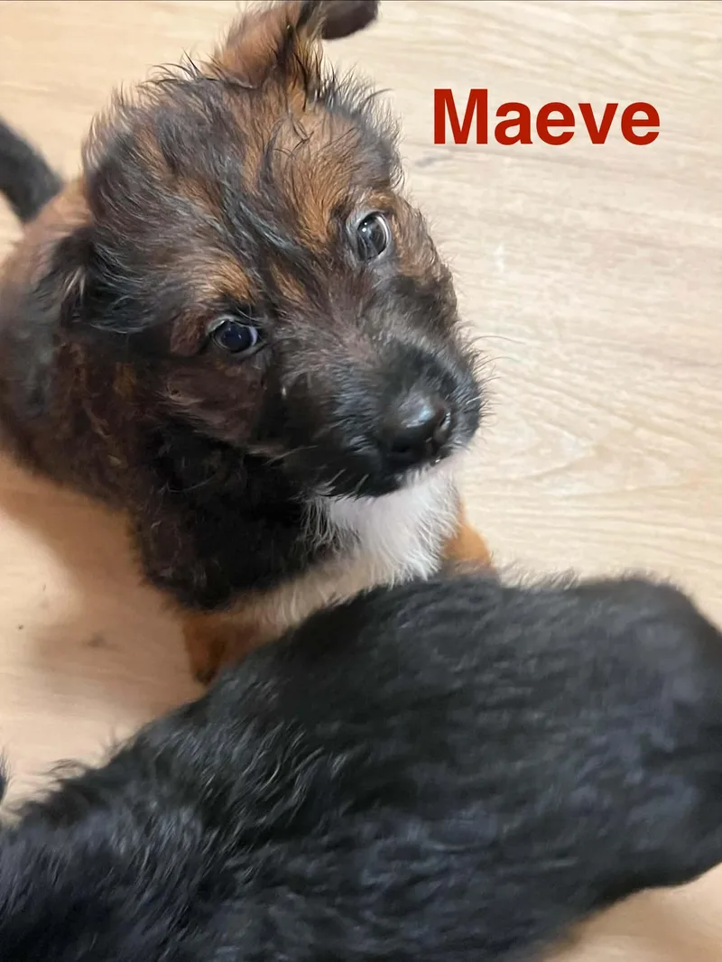 Maeve thumbnail 3