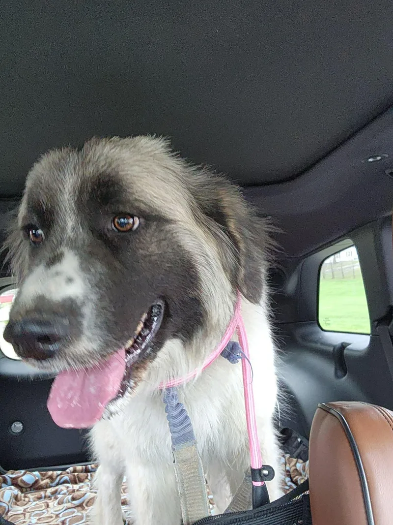 Marshmallow thumbnail 2