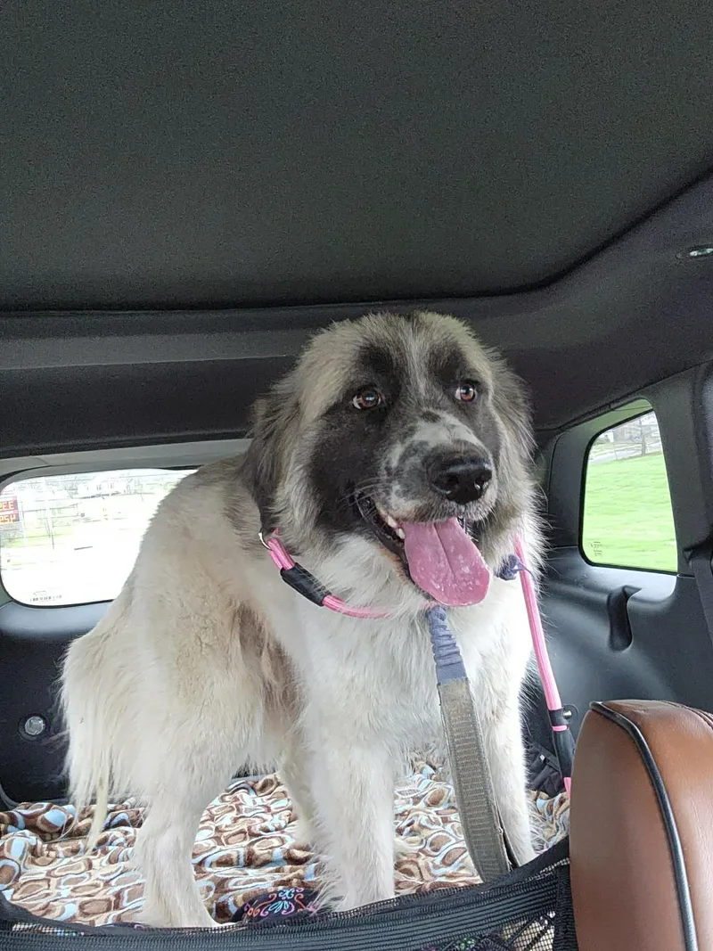 Marshmallow thumbnail 3