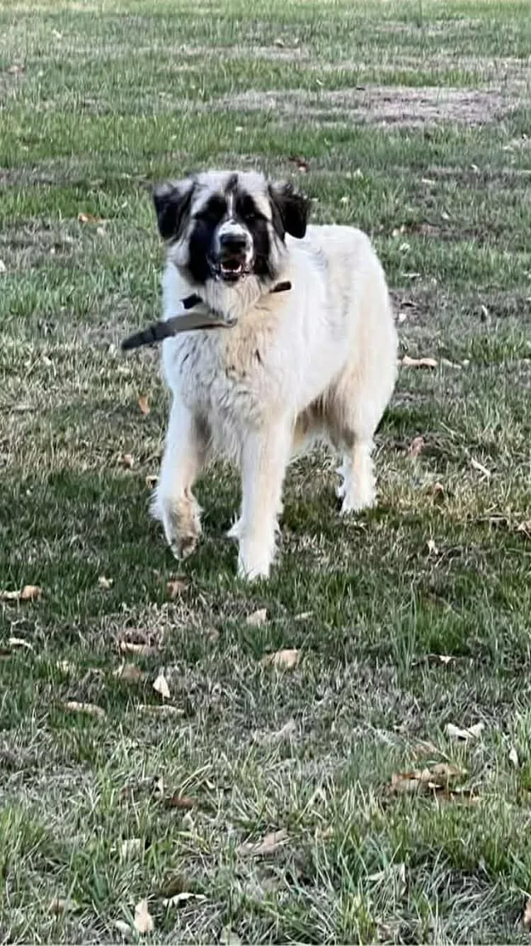 Marshmallow thumbnail 4