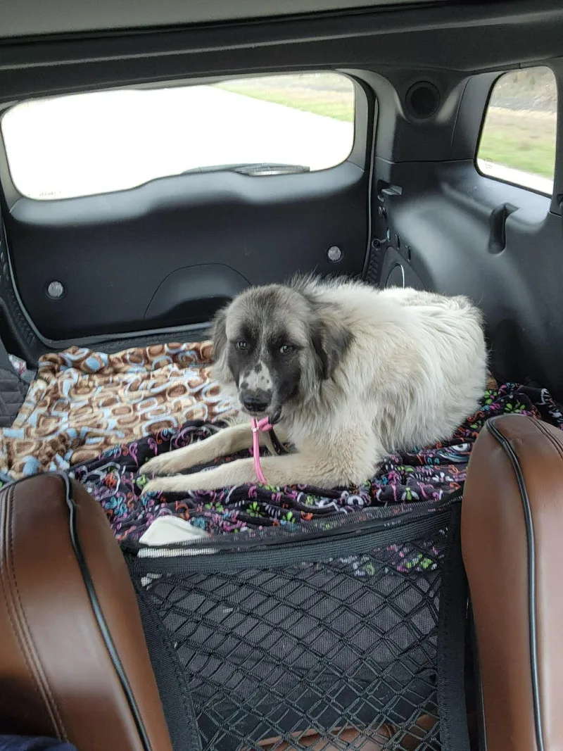 Marshmallow thumbnail 5