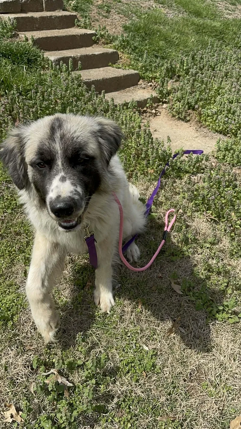 Marshmallow thumbnail 6