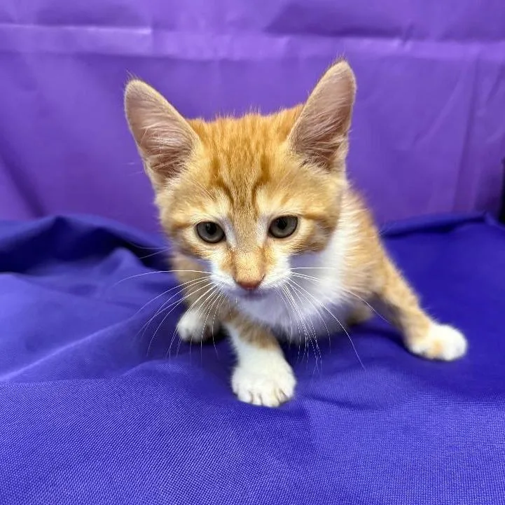 A baby small-sized male Orange / Red Domestic Short Hair cat named Enchilada for adoption in North Myrtle Beach, SC