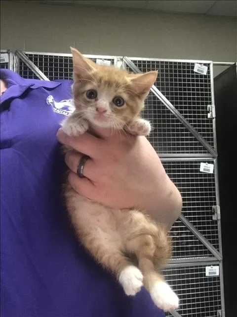 A baby small-sized female Domestic Medium Hair cat named Zipper for adoption in Conroe, TX