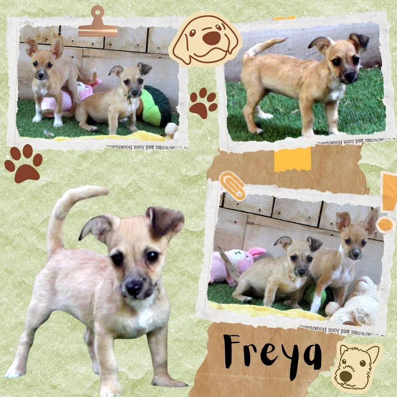 Freya
