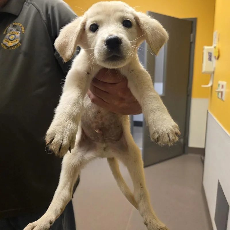 A baby medium-sized male White / Cream Cattle Dog dog named Patriot for adoption in Norman, OK
