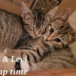 Levi thumbnail 6