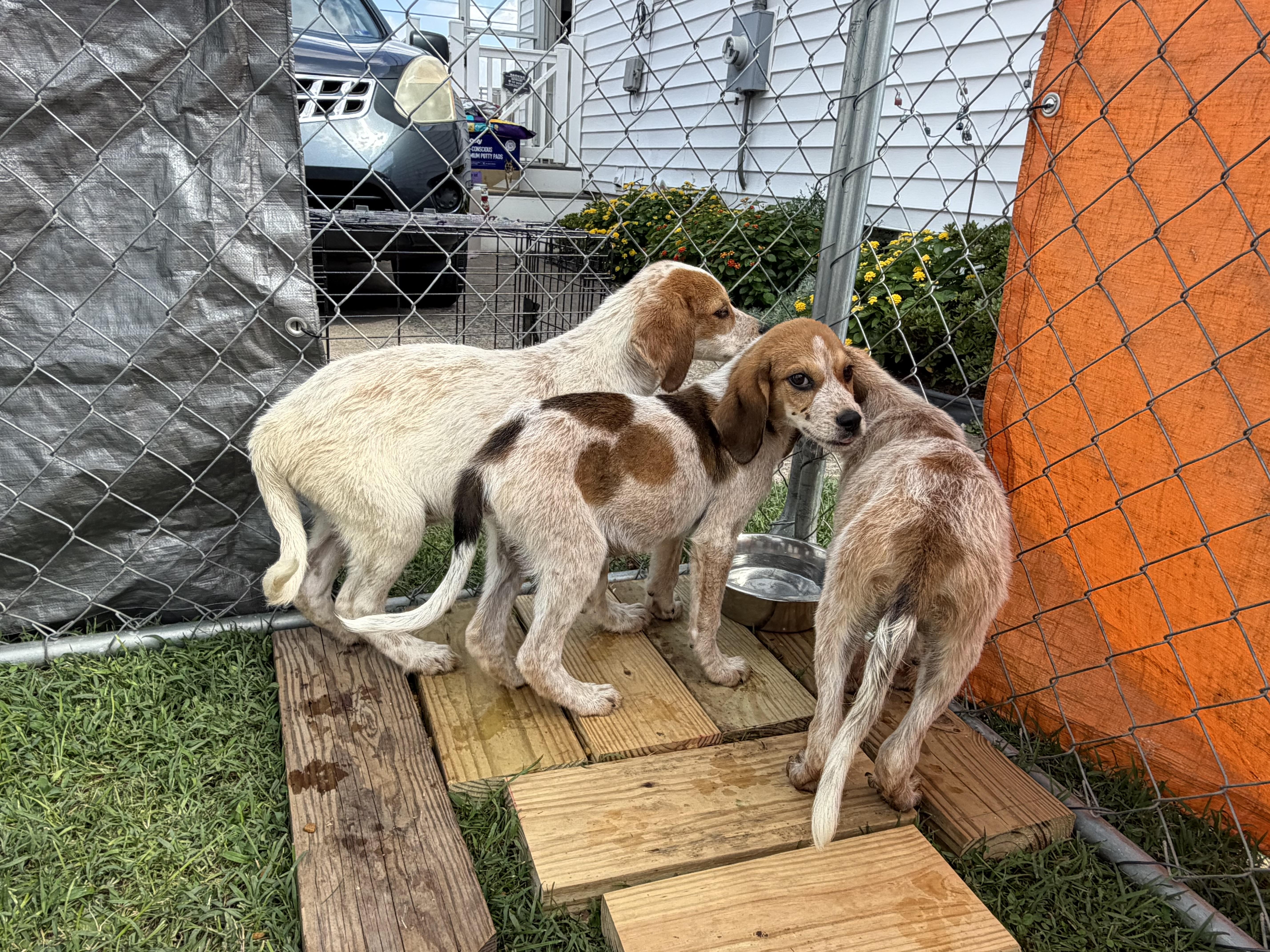 A baby large-sized male Hound dog named Patches for adoption in Stuarts Draft, VA