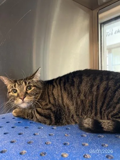 A senior large-sized female Domestic Short Hair cat named Spooky for adoption in North Richland Hills, TX