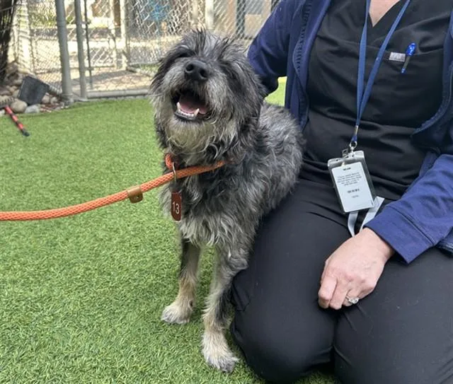 An adult small-sized male Schnauzer dog named Oliver for adoption in San Jose, CA