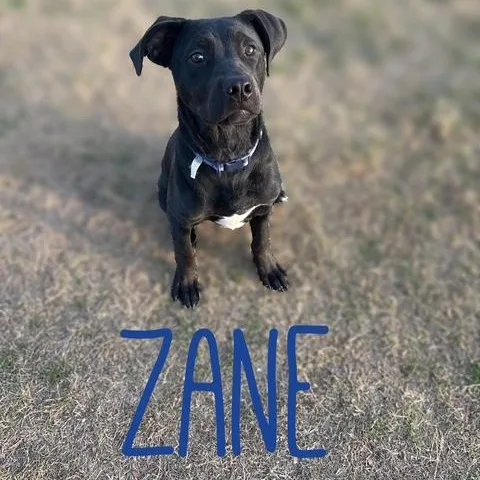 A young medium-sized male Black Black Labrador Retriever dog named Zane for adoption in Quitman, TX