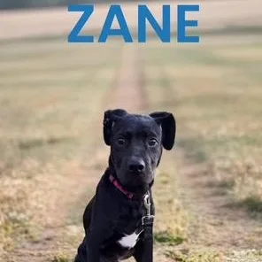 Zane thumbnail 4