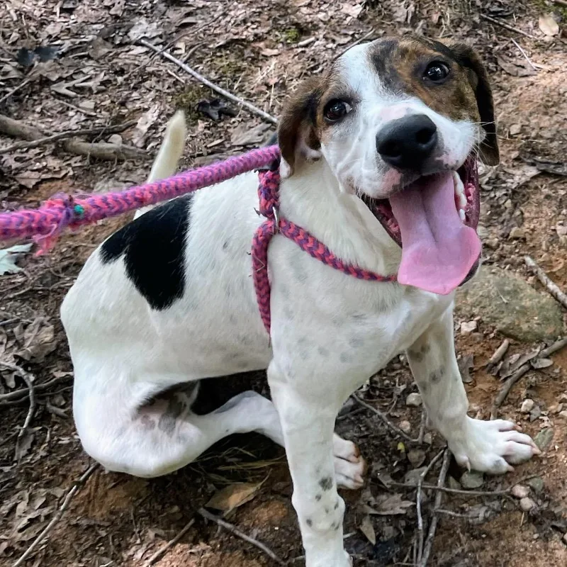A young small-sized female White / Cream Mixed Breed dog named Sponge for adoption in Yanceyville, NC