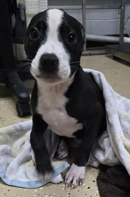 A baby small-sized male Black Pit Bull Terrier dog named Bramble for adoption in Bishop, GA