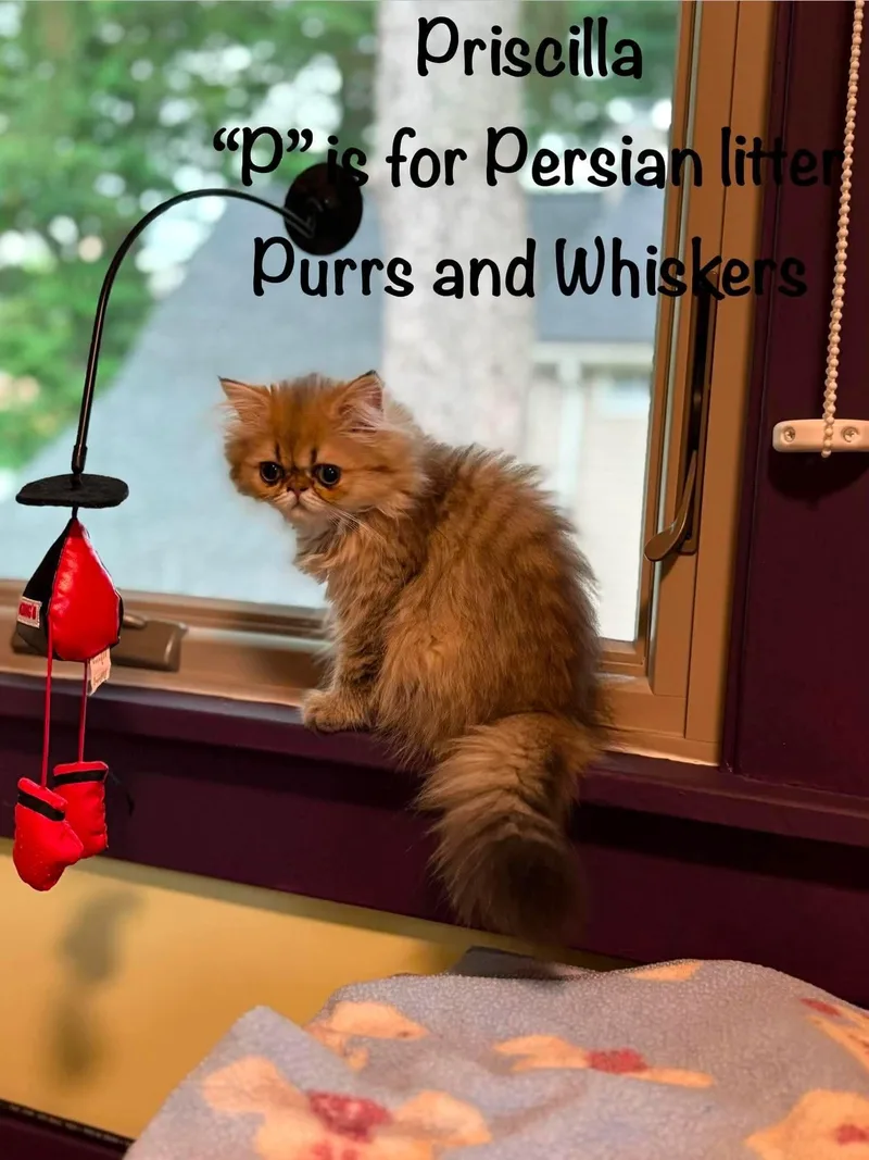A baby medium-sized female Tabby (Tiger Striped) Domestic Long Hair cat named Priscilla for adoption in New Hartford, NY